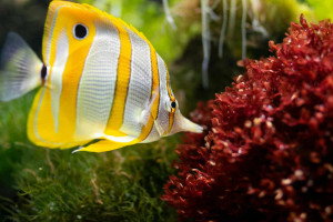 Astuces pour Une Température Idéale dans Votre Aquarium Tropical