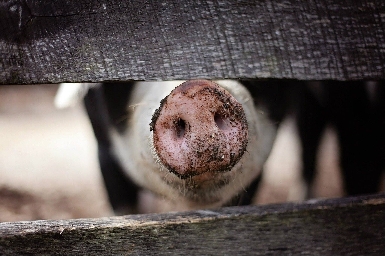 Prévention des infections en élevage porcin : stratégies contre la salmonellose