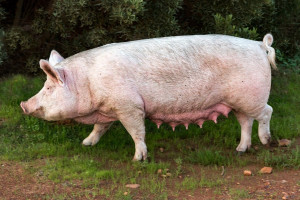 Aménager l'aire idéale pour vos cochons : astuces et clôtures à privilégier