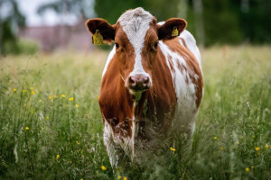 Détecter la Cétose : Les Signes Clés chez les Vaches Laitières