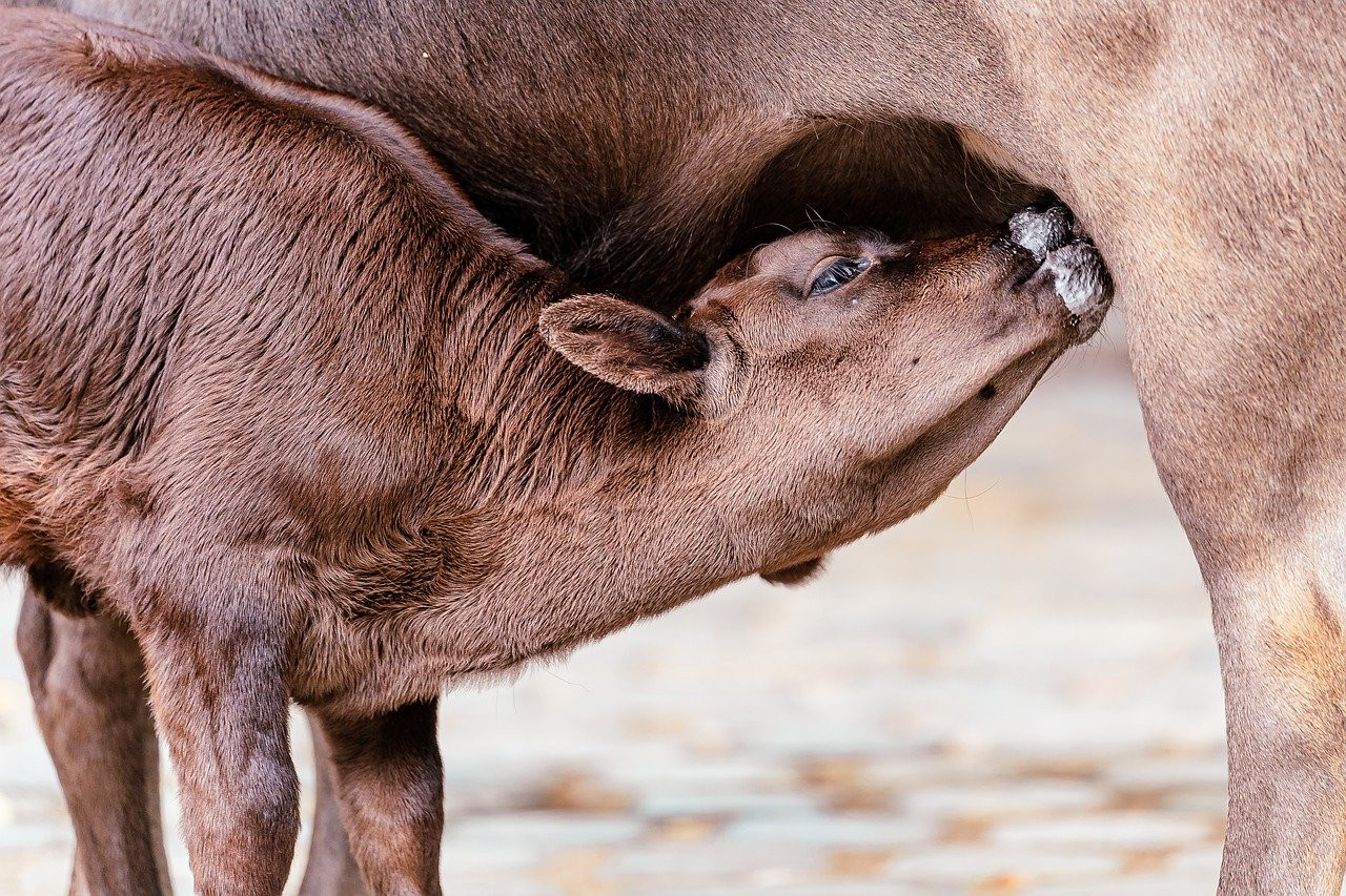 L'Essentiel du Colostrum : Pourquoi le Veau en a Besoin dès sa Naissance