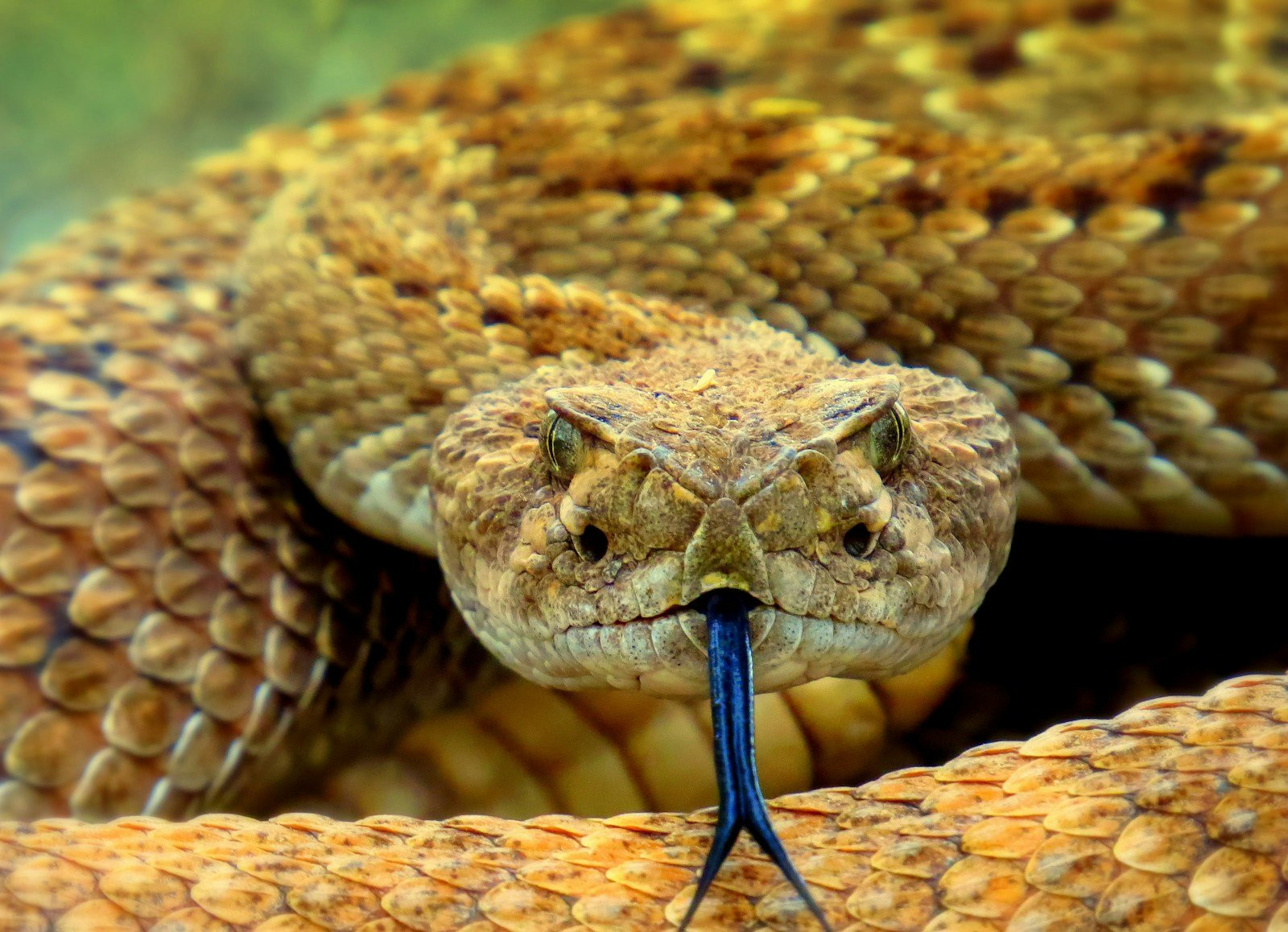Maîtriser l'art de manipuler votre serpent en toute sérénité