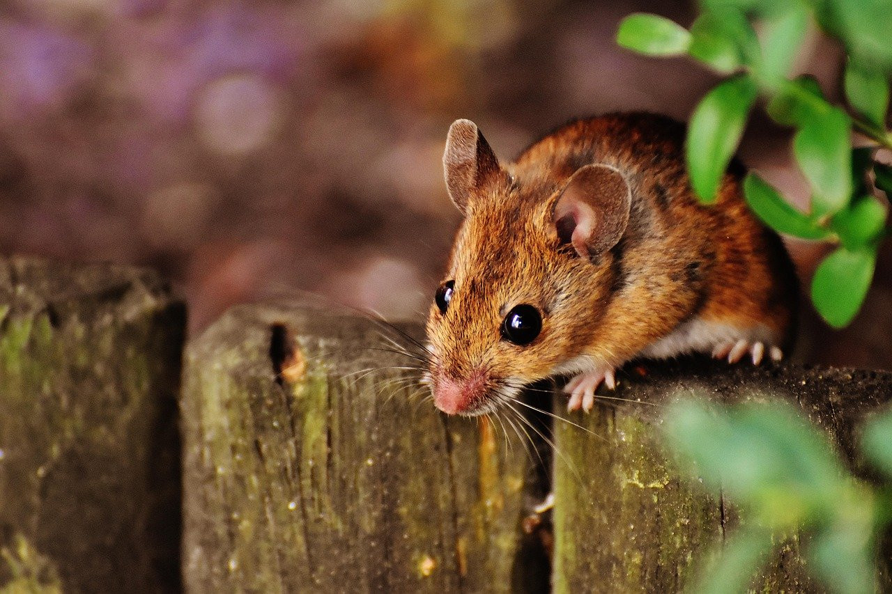 Assurer le bien-être de votre rongeur : Santé et jouets indispensables pour souris et rats