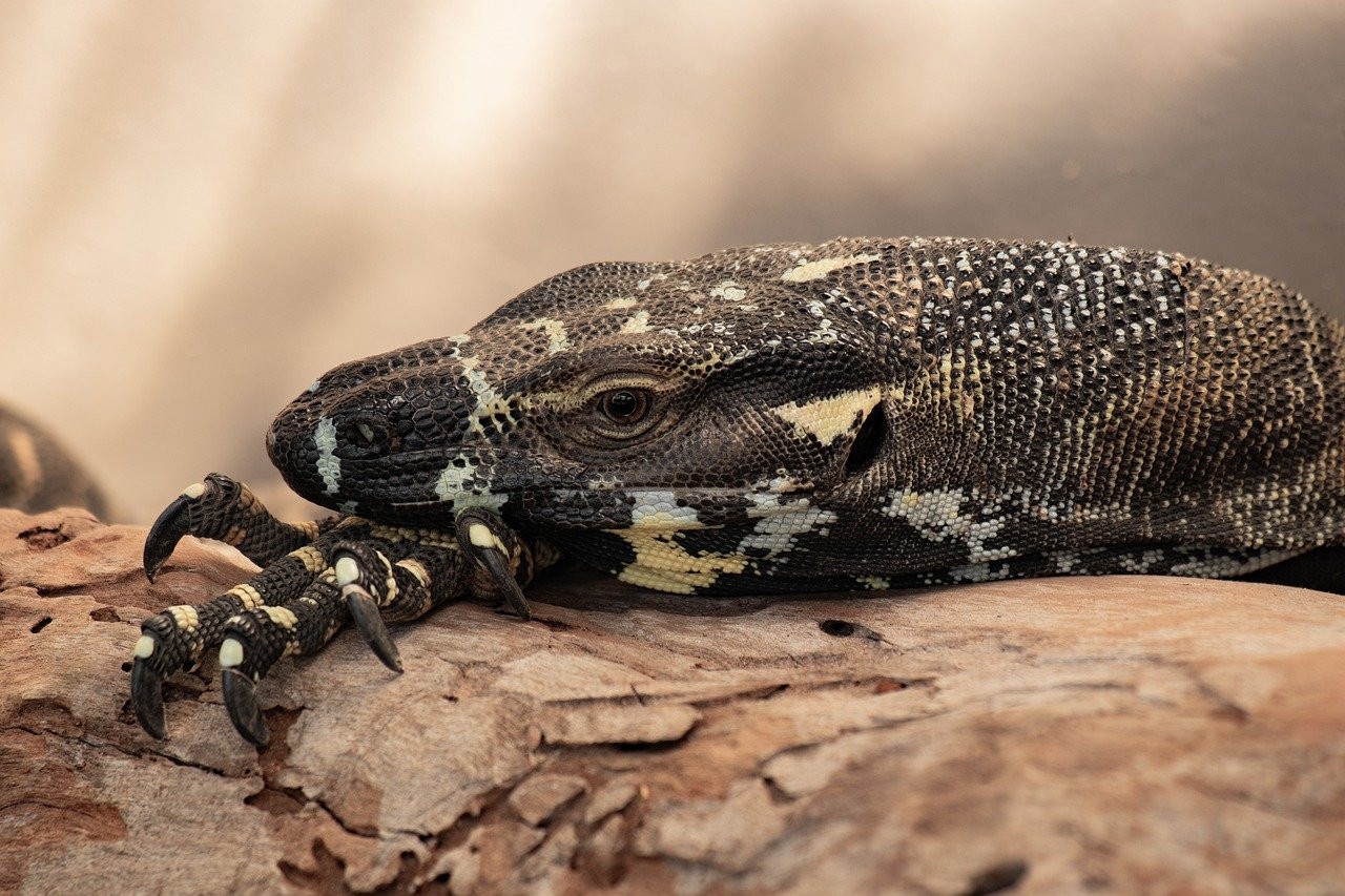 Quarantaine : La Clé pour une Coexistence Sereine avec vos Reptiles