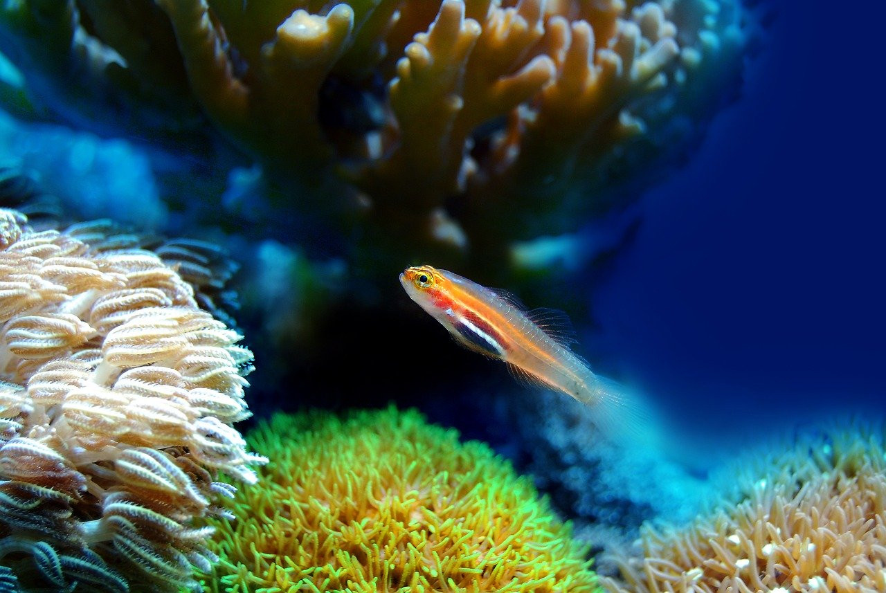 Intégration Harmonique : Ajouter des Poissons en Douceur dans Votre Bac Communautaire