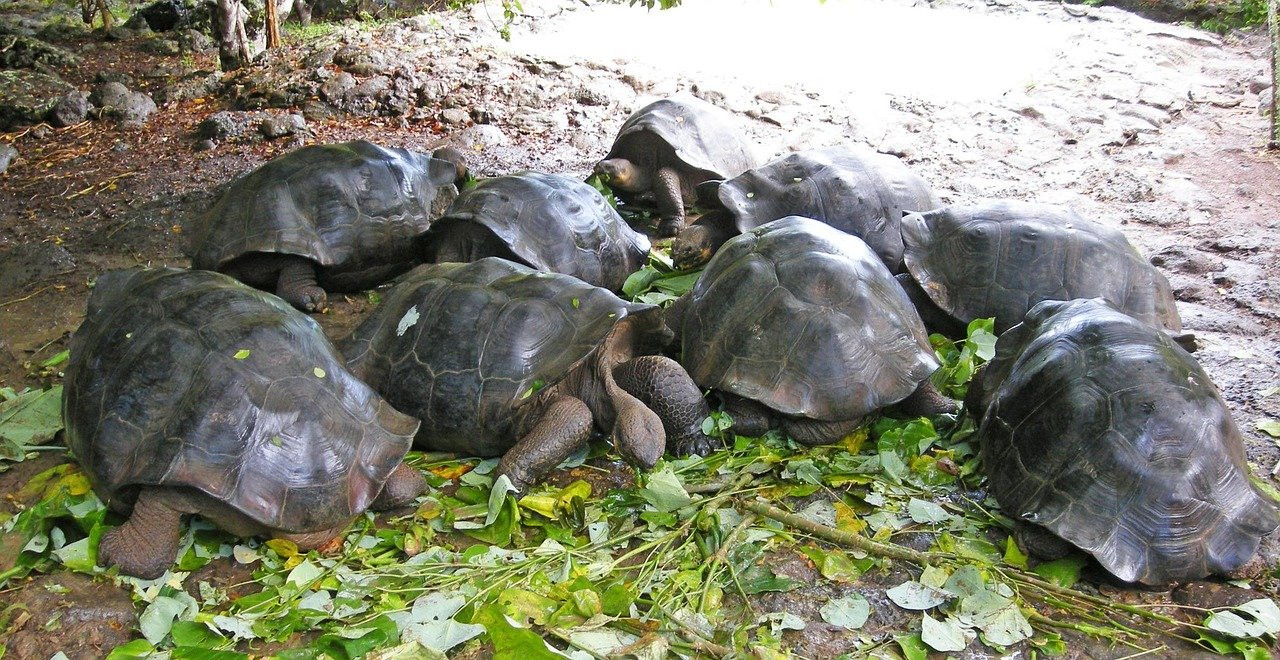 À la découverte des tortues géantes des Galápagos : Émotions et rencontres