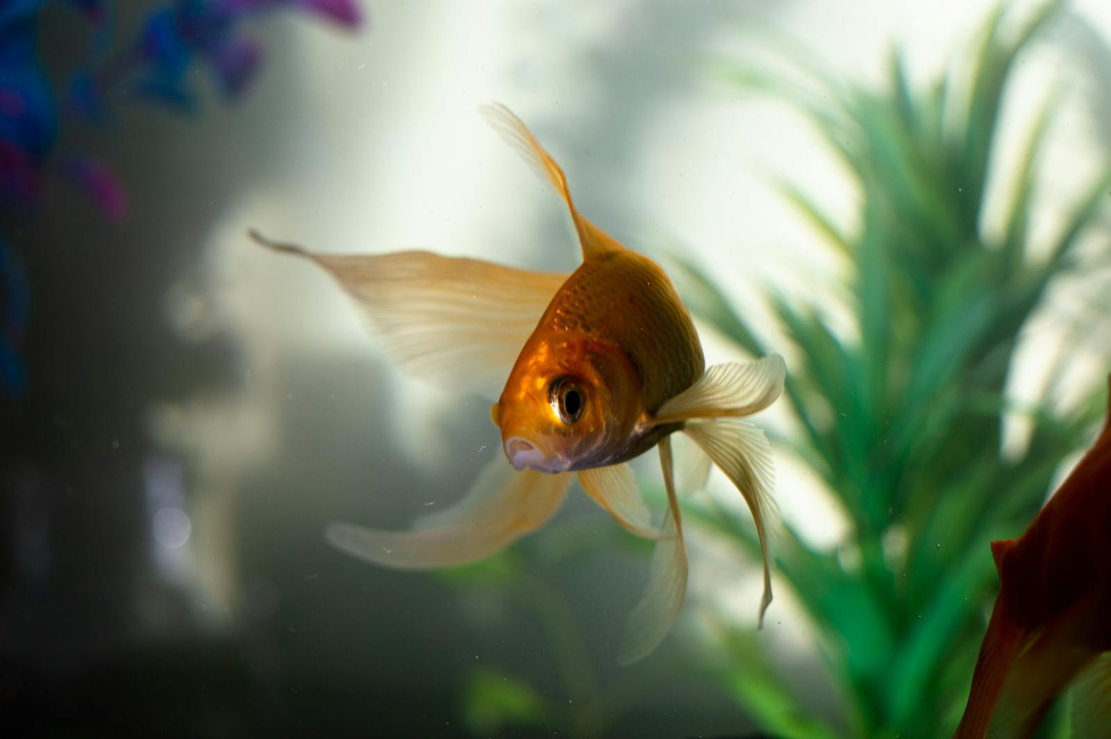 Plantes Aquatiques : Où les Trouver pour Optimiser le Bien-Être de Vos Poissons ?