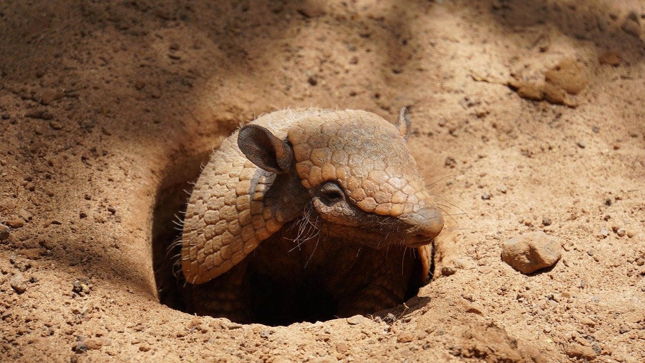 Comment localiser le tatou dans les zones désertiques, et quels sont ses prédateurs naturels ? | Blog Animal