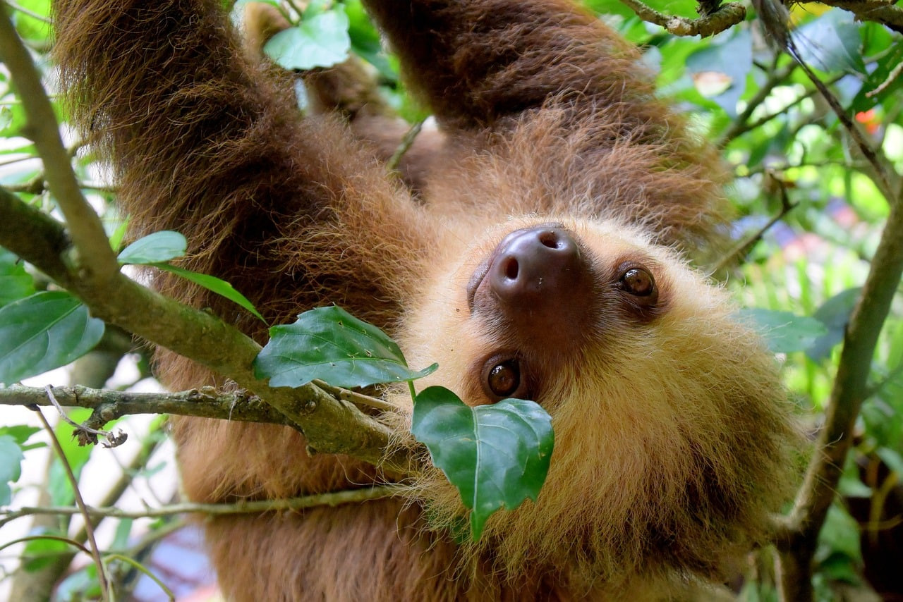 Dans les Bras des Arbres : Mystères du Paresseux et Secrets d'un Safari Photo Réussi