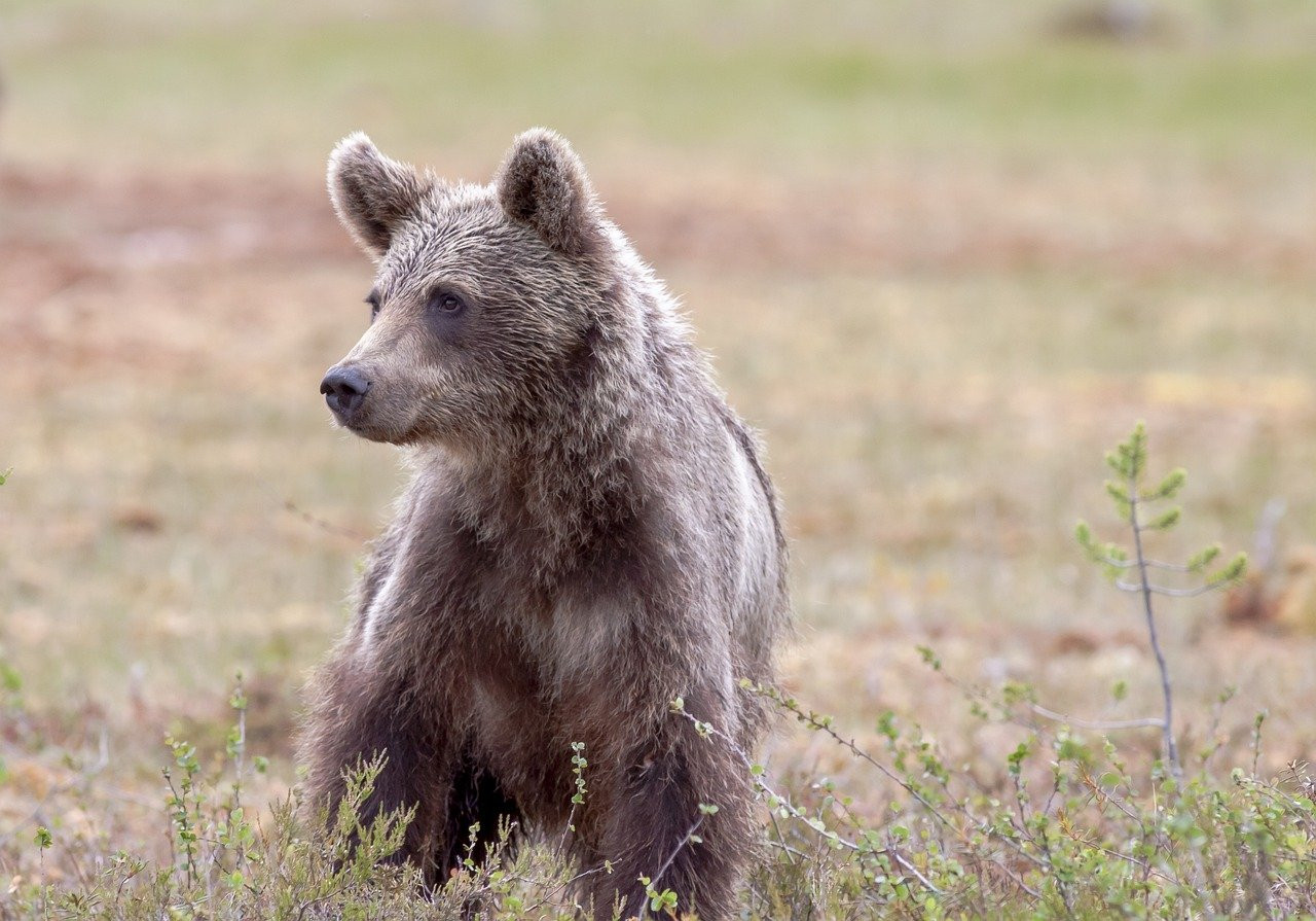 L'ours brun en quête de nourriture : Sécuriser son bivouac face à un prédateur affamé