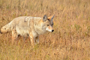 Aboiements de Coyotes : Guide de Camping en Terrains Sauvages