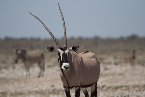 Survie de l'oryx : Adaptations fascinantes au cœur du désert