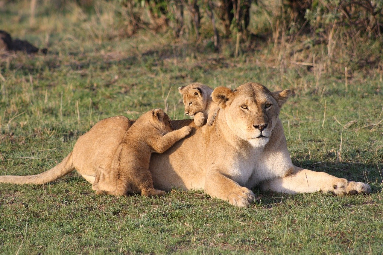 Lions en Développement : Distinguer Lionceaux et Lionnes Adultes