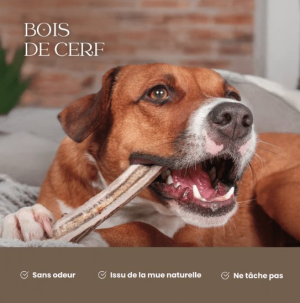 Bois de cerf pour chien : la friandise naturelle idéale pour les mâchouilleurs | Blog Animal