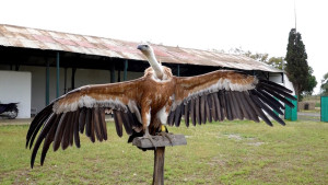 إنقاذ نسر بري وإعادة إطلاقه في بيئته الطبيعية بجرادة