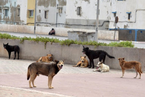 نشطاء يؤيدون المقاربة التشاركية في تعامل الجماعات مع "الكلاب الضالة"