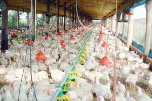 "مربو الدجاج" يتخوفون من حرارة الأجواء وبرودة الدعم في المغرب