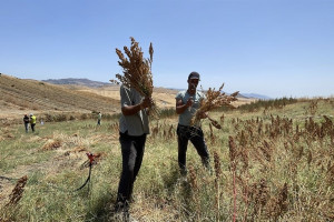 من المختبر إلى الحقل.. محصول "الكِينْوا" المقاوم للجفاف يَزيد المردودية