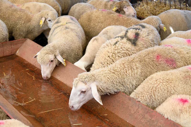 قرار منع نحر إناث الماشية على المحك .. و"الكساب" يدق ناقوس الخطر