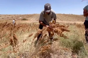 آلية المثمر تواكب المزارعين