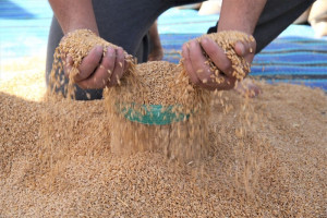 تسويق "النخالة" يشعل الصراع بين أرباب المطاحن ومنتجي الأعلاف