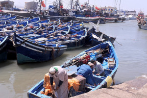 ندرة مخزون السردين تتفاقم .. وسوق السمك أمام قفزة جديدة في الأسعار