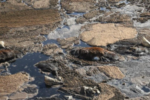 حقيقة تلوث الشاطئ البلدي في طنجة