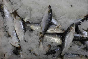 السردين بـ30 درهما للكيلو