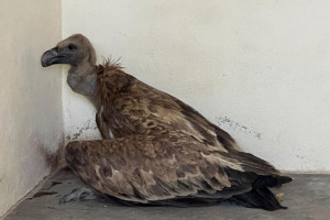 "نسر جرادة" يعود بعد العلاج والرعاية