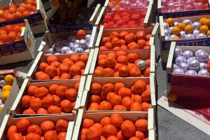 إجهاض محاولة تهريب أطنان من الشيرا