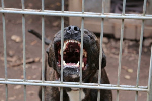 إندونيسيا تحذر من "داء الكلب" في جزيرة بالي