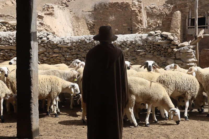 "الدعم وترقيم القطيع" يصادمان حماة المال العام وجمعية مربي الأغنام