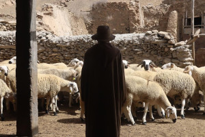 "الدعم وترقيم القطيع" يصادمان حماة المال العام وجمعية مربي الأغنام