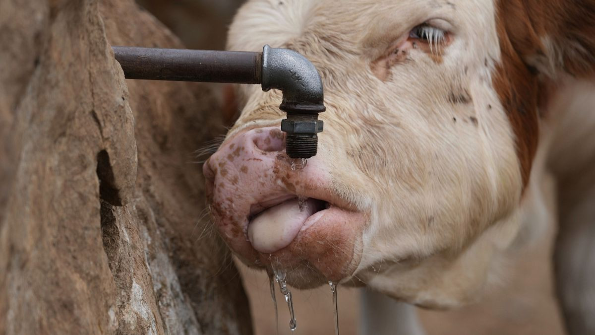 Serbian farmers struggle as drought dries up water supplies