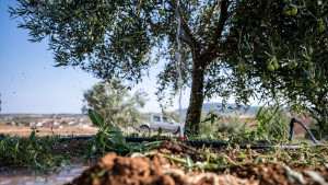 Global food prices surge as heat, drought and rain disrupt crops