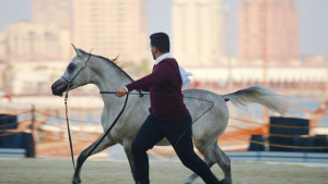Horses to Falcons: Preserving Qatar’s animal traditions