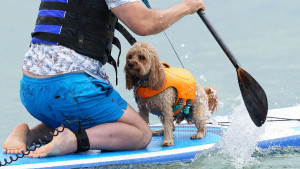 Everything is pawesome: 2025 UK Dog Surfing Championship in pictures