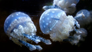 Jellyfish surge forces shutdown of France's Gravelines nuclear plant