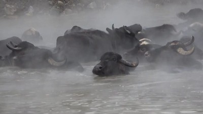 Video. Turkey: Unusual footage shows water buffaloes soaking in hot springs