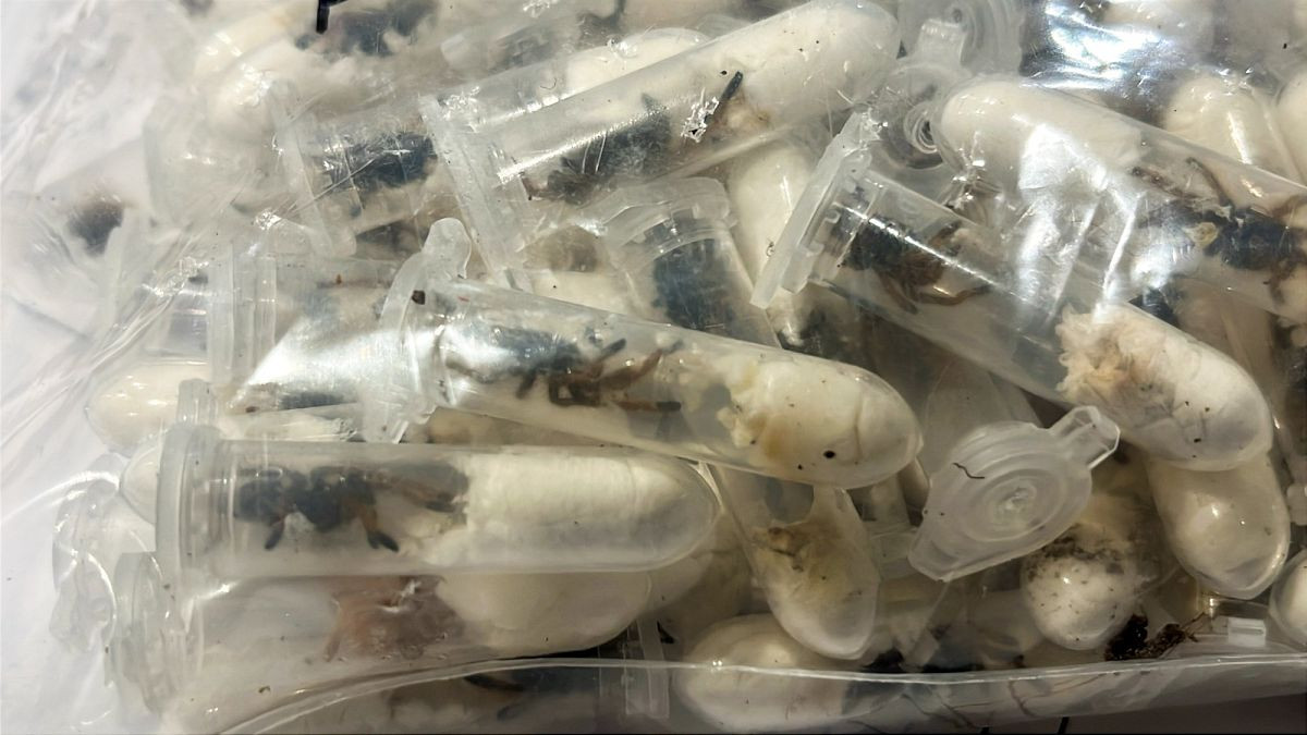 German customs officials find 1,500 tarantulas hidden in cake boxes
