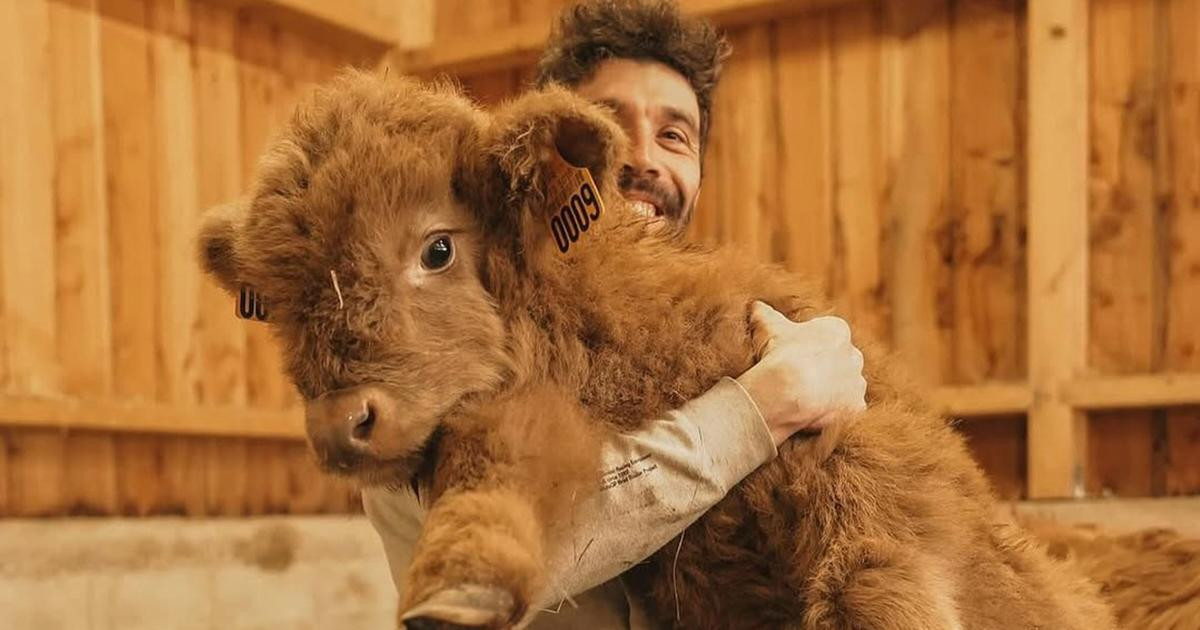 «Ce nouveau métier le passionne» : la retraite de Thibaut Pinot, au milieu de ses chèvres, de ses vaches et de ses ânes