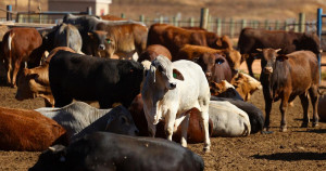 Dermatose des bovins : une stratégie nationale prévoit l’abattage «total» des foyers infectés