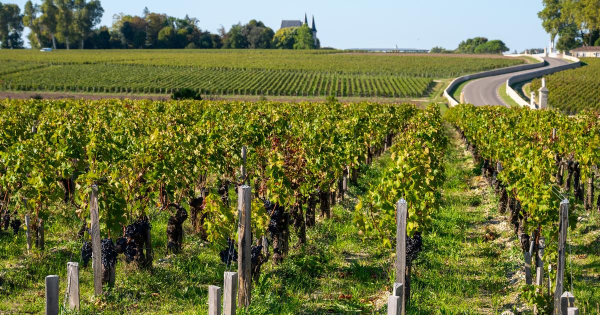 «Humainement, c’est extraordinaire» : ces Français ont décidé d’investir dans le vignoble bordelais pour le préserver