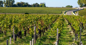 «Humainement, c’est extraordinaire» : ces Français ont décidé d’investir dans le vignoble bordelais pour le préserver