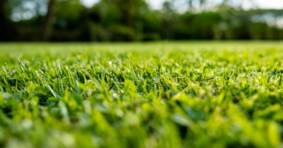Voici l’astuce pour toujours marcher les pieds au sec dans son jardin