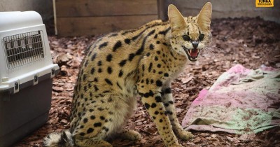 Près de Lyon : recherché depuis six mois, un serval capturé dans le Rhône