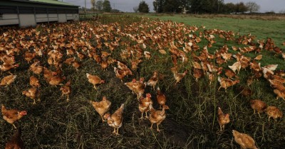 Volailles, porcs, céréales… Ces filières qui pourraient profiter de la loi Duplomb