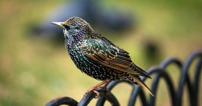 Les oiseaux sauvages ont du mal à s’adapter aux villes, voici comment les aider