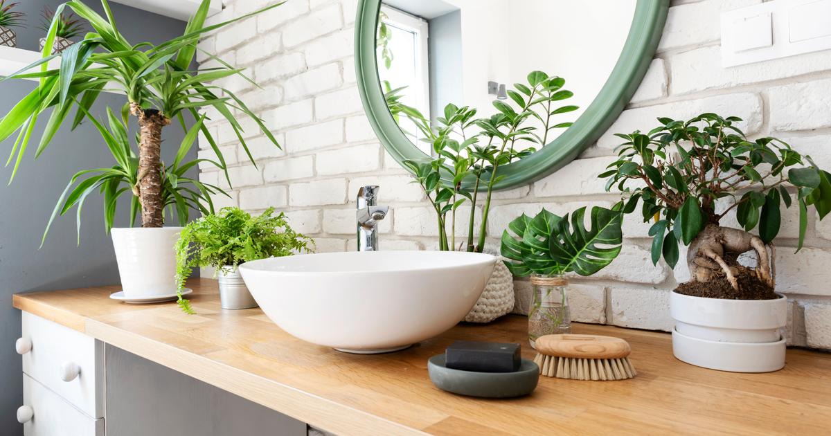 Ces plantes ont une qualité rare : elles peuvent survivre dans votre salle de bains