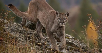 «Je ne pense pas que le gamin aurait survécu» : aux États-Unis, un enfant de 4 ans mordu par un puma et sauvé par son père